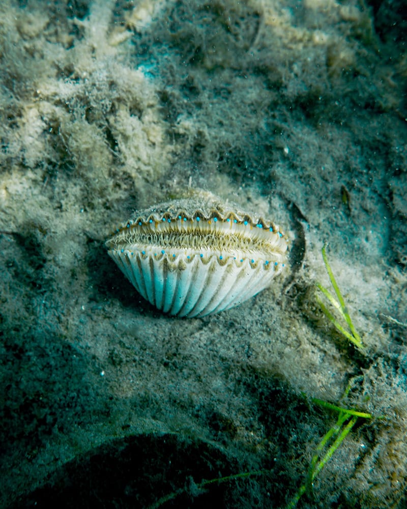 How To Go Scalloping In Cape San Blas